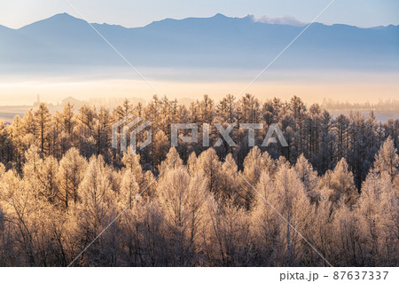 北海道美瑛の丘の冬景色 87637337