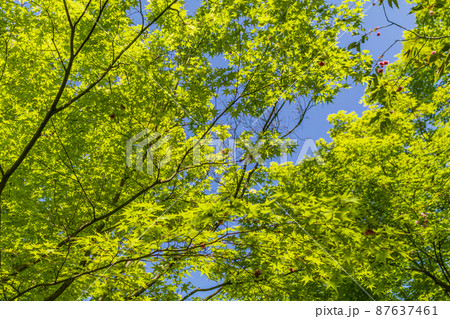 【季節素材】新緑と木漏れ日（京都） 87637461