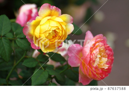 花の女王 87637588