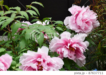 牡丹が勢いよく成長しては大量の花を咲かしている風景 87637711