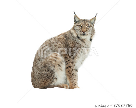 Lynx Isolated On White Background Pixta