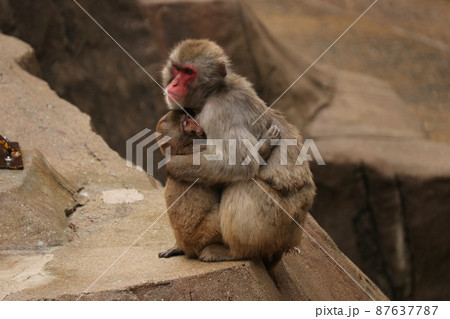 子ザルを抱きしめた母ザル 87637787