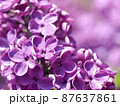 紫色のライラック04 87637861