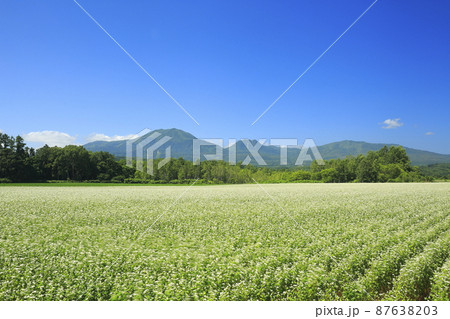 北海道倶知安町琴平の風渡る蕎麦畑とニセコ連峰 87638203