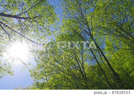 新緑の天井【長野県白骨温泉】 87638555