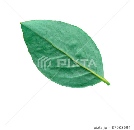 Blueberry green leave isolated white background Blueberry green leave isolated white background 87638694
