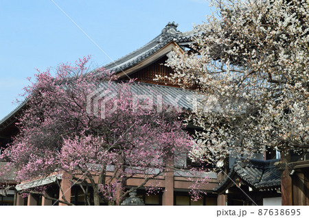 早春に参拝した京都市興正寺の白梅と紅梅が美しい 87638695