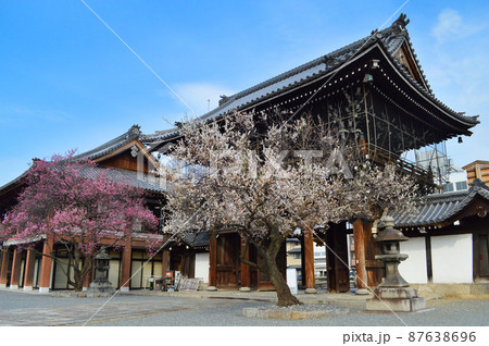 早春に参拝した京都市興正寺の白梅と紅梅の共演が素晴らしい 早春に参拝した京都市興正寺の白梅と紅梅の共演が素晴らしい 87638696