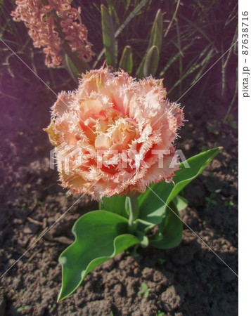 Peach fringed tulip in garden Peach fringed tulip in garden 87638716