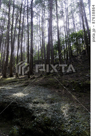 バイカオウレン 87638864