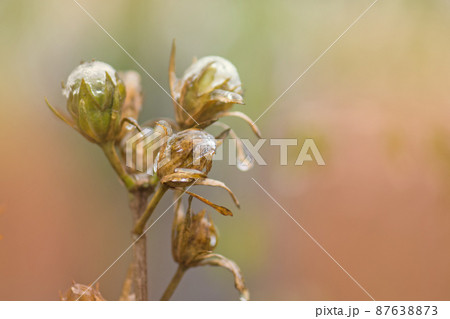Brown and crunchy seed pods on Hibiscus plant. Frost hibiscus flower seeds Brown and crunchy seed pods on Hibiscus plant. Frost hibiscus flower seeds 87638873