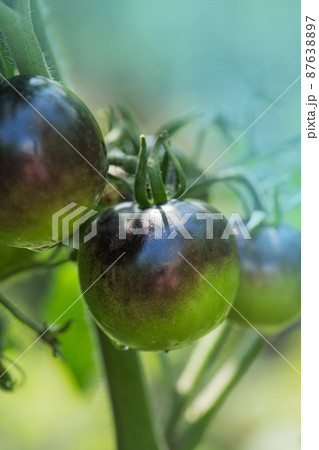 Tomatoes on tomato plant at home in the morning light. Fresh Indigo Rose tomato plant Tomatoes on tomato plant at home in the morning light. Fresh Indigo Rose tomato plant 87638897