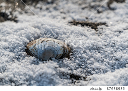 北海道豊頃町海岸の貝 87638986