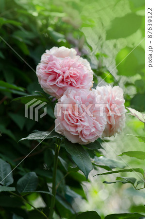 Bush of pink roses. Pink flowers in garden. Bush of pink roses. Pink flowers in garden. 87639122