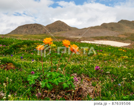 Trollblume in spring Globeflower in front of the white glacier. Green Alpine plateau. 87639506