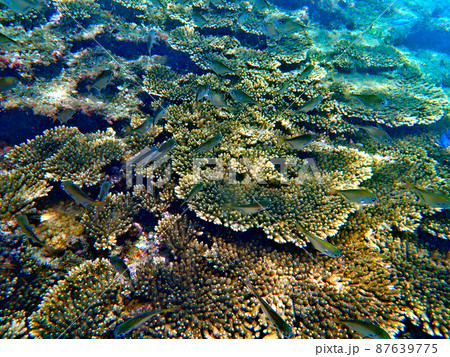 和歌山・串本・田子の珊瑚 和歌山・串本・田子の珊瑚 87639775