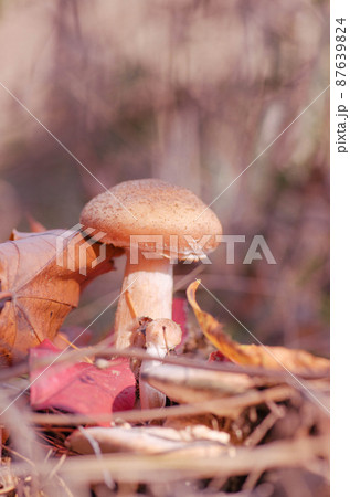 Armillaria mellea growing Armillaria mellea growing 87639824