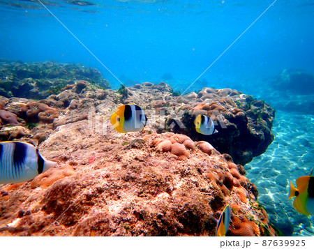 テニアン島・タチョンガビーチ・チョウチョウウオ 87639925