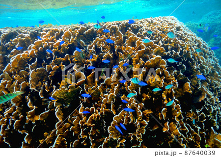 沖縄・石垣島・米原ビーチシュノーケリング 87640039