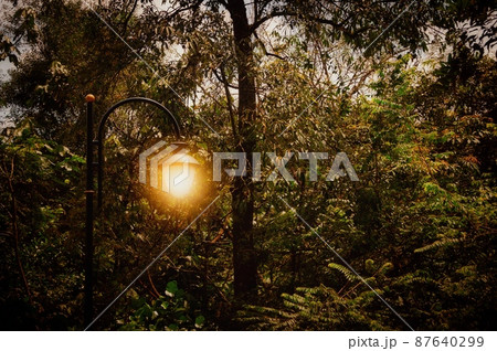 Lamb in the middle of jungle with vintage light background. Lamb in the middle of jungle with vintage light background. 87640299