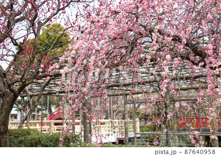 亀戸天神の梅まつり うめ 東京都江東区亀戸 亀戸天神の梅まつり うめ 東京都江東区亀戸 87640958