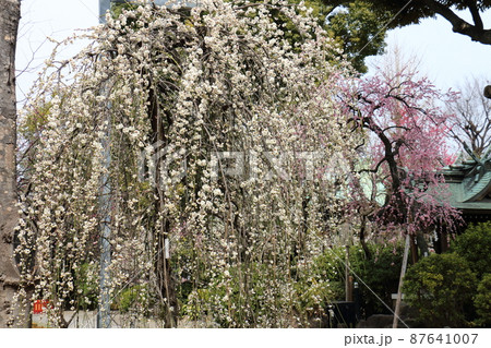 亀戸天神の梅まつり　うめ　東京都江東区亀戸 87641007