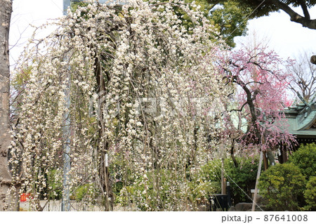 亀戸天神の梅まつり　うめ　東京都江東区亀戸 87641008