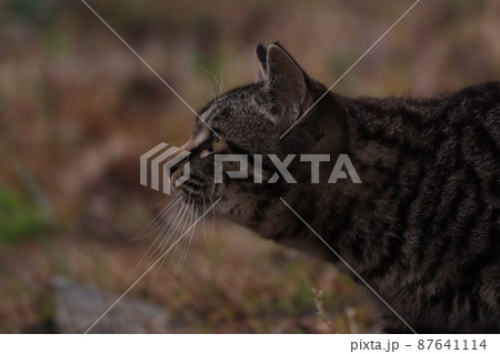獲物を狙う猫 87641114