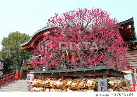 亀戸天神の梅まつり うめ 東京都江東区亀戸の写真素材