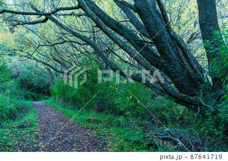 ニュージーランド　ワナカ近郊にあるダイアモンド・レイク保護地域のロッキーマウンテン・トラック 87641719