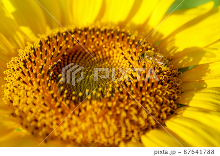 ひまわりとミツバチ ひまわりとミツバチ 87641788