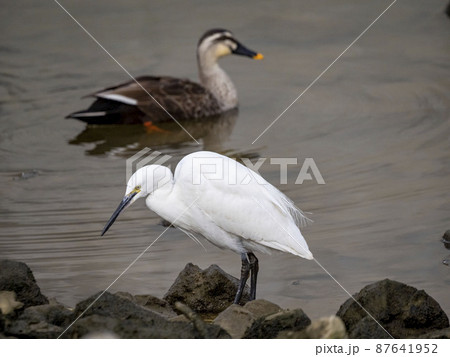 カルガモの横を小魚を探して川の中を歩くコサギ カルガモの横を小魚を探して川の中を歩くコサギ 87641952