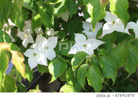 やまぼうしの花 87641970