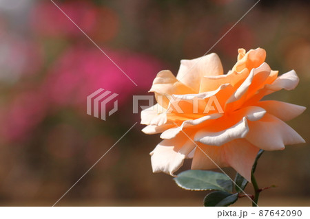 花の女王 87642090