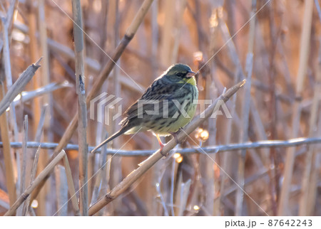 個体数が減少傾向にある野鳥アオジ 87642243