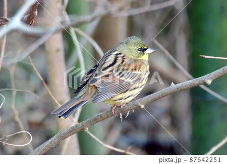 個体数が減少傾向にある野鳥アオジ 個体数が減少傾向にある野鳥アオジ 87642251