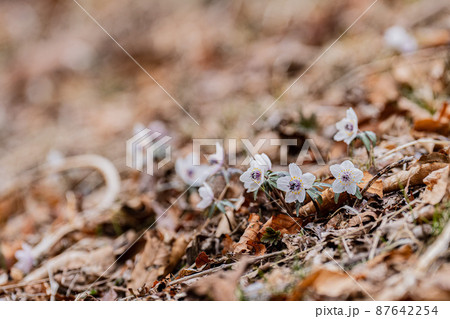 早春の山野草、高山植物 87642254