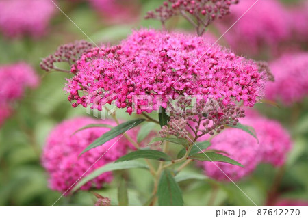 可愛い小さな花が寄せ集まってふんわりした姿に 87642270