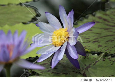 神秘的な花の色や花姿が魅力的な睡蓮 87642271