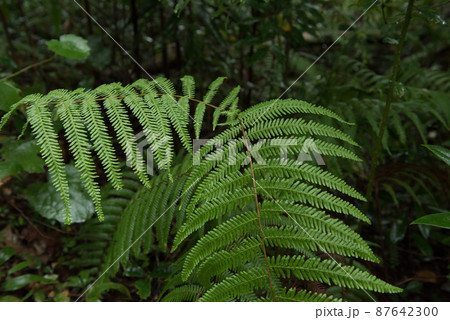 鹿児島奄美市の世界自然遺産の金作原原生林の雨の日の樹木 87642300