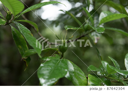 鹿児島奄美市の世界自然遺産の金作原原生林の雨の日の樹木 鹿児島奄美市の世界自然遺産の金作原原生林の雨の日の樹木 87642304