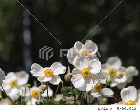 白いシュウメイギクの花とコピースペースの写真素材