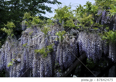 【6月】フジ、含む藤棚の様子　函館市五稜郭公園にて 87642475