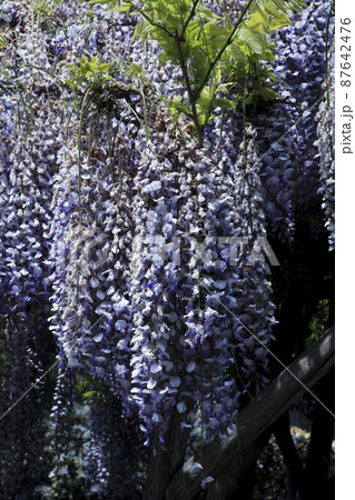 【6月】フジ、含む藤棚の様子　函館市五稜郭公園にて 87642476