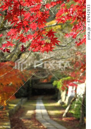 勝持寺の紅葉 勝持寺の紅葉 87642633
