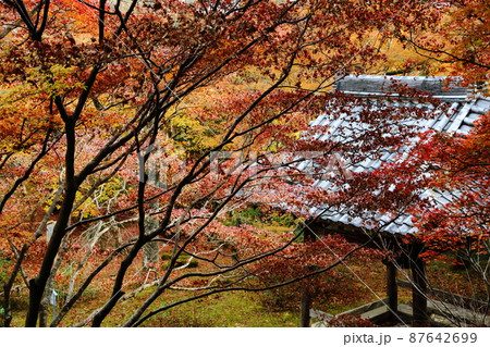 勝持寺の紅葉 87642699