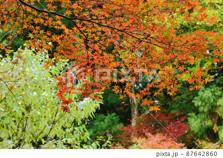 勝持寺の紅葉 勝持寺の紅葉 87642860