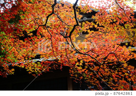 勝持寺の紅葉 87642861