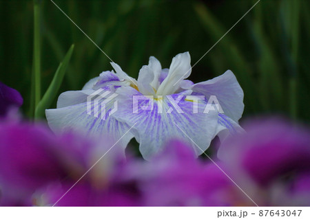 凛として優雅に咲く 87643047