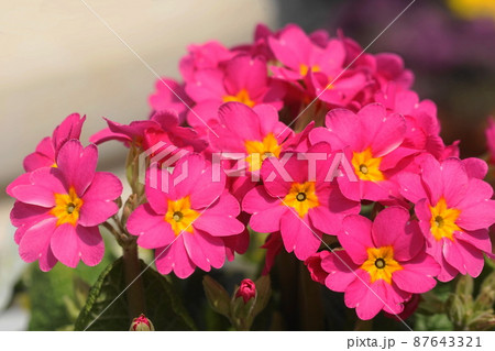 3月　相模原382サクラソウ(桜草)･サクラソウ科･サカタのタネ･グリーンハウス 87643321